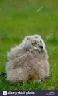 Bubo Beb