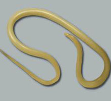 A.lumbricoides - HIPERnatural.COM