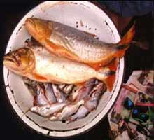 Gastro-entriteinfectieuse - HIPERnatural.COM