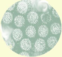 Unegastro-entritevirale - HIPERnatural.COM