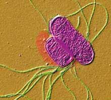 SALMONELLA - HIPERnatural.COM