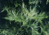 ABROTANOHEMBRA () - HIPERnatural.COM