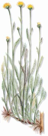 ABRTANOHEMBRA (santolinachemaecyparissus) - HIPERnatural.COM