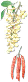 ACACIA (robiniapseudoacacia) - HIPERnatural.COM