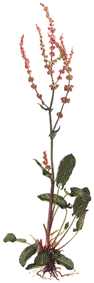 ACEDERA () - HIPERnatural.COM