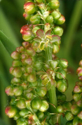 ACEDERAAMARILLA (rumexacetosal) - HIPERnatural.COM