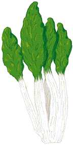 ACELGA (acelgabetavulgaris) - HIPERnatural.COM