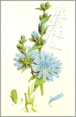 ACHICORIA () - HIPERnatural.COM