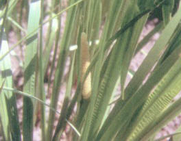 ACOROGRAMNEO (acorusgramineus) - HIPERnatural.COM