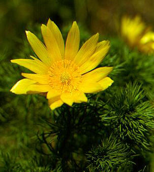 ADONISVERNALIS(ADONISVERNAL) () - HIPERnatural.COM