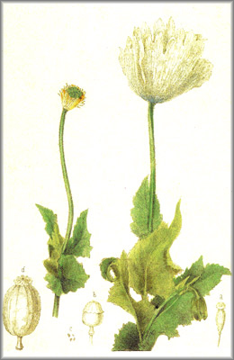 ADORMIDERA(GLAUCIO) () - HIPERnatural.COM