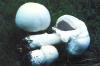 AGARICOBLANCO (agricoblancopolyporusofficinalis) - HIPERnatural.COM