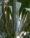 AGAVE (agaveamericana) - HIPERnatural.COM