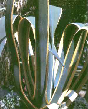 AGAVE (agaveamericana) - HIPERnatural.COM