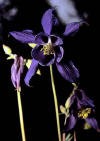 AGUILEA (aguileaaquilegiavulgaris) - HIPERnatural.COM