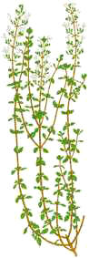 AJEDREABLANCA (ajedreablancasaturejafructicosa) - HIPERnatural.COM