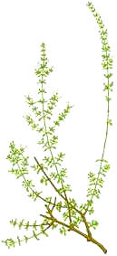 AJEDREAFINA (ajedreafinasaturejaobovata) - HIPERnatural.COM
