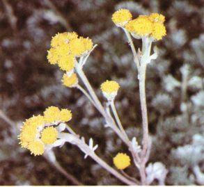 AJENJOGLACIALIS (artemisiaglaciales) - HIPERnatural.COM