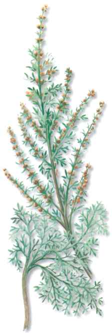 AJENJOMARINO (artemisiamaritima) - HIPERnatural.COM