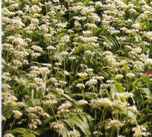 AJOOSO (alliumursinum) - HIPERnatural.COM