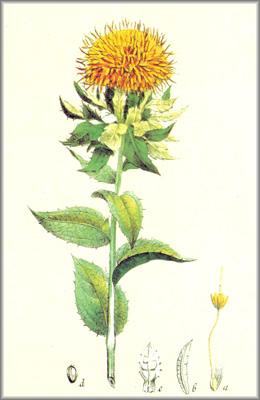 ALAZOR (alazorcarthamustinctorius) - HIPERnatural.COM