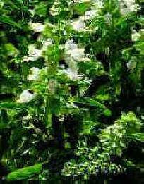 ALBAHACA () - HIPERnatural.COM