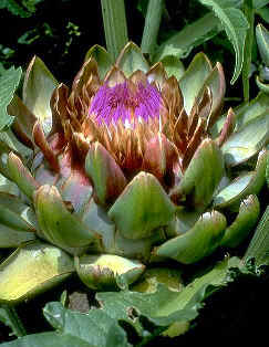 ALCACHOFA (CYNARASCOLYMUSL.) - HIPERnatural.COM
