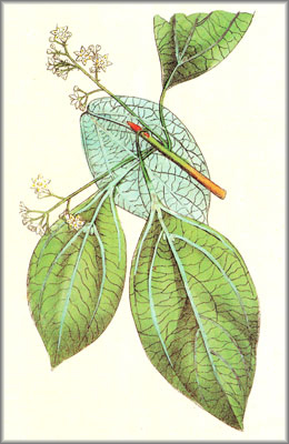 ALCANFORERO (alcanforerocinnamomumcamphora) - HIPERnatural.COM