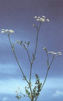 ALCARAVEA () - HIPERnatural.COM