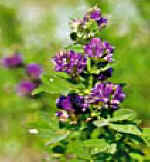 ALFALFA () - HIPERnatural.COM