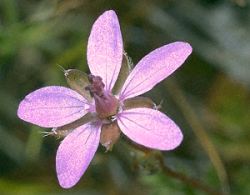 ALFILERILLO (erodiumcicutarium) - HIPERnatural.COM