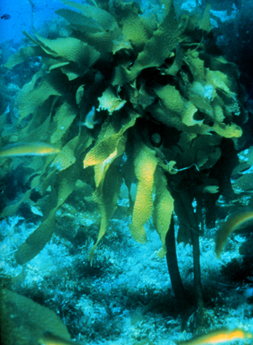 ALGAARAME (eiseniaarborea) - HIPERnatural.COM