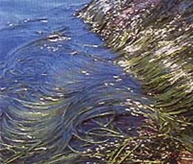 ALGAESPAGUETI (himanthaliaelongata) - HIPERnatural.COM