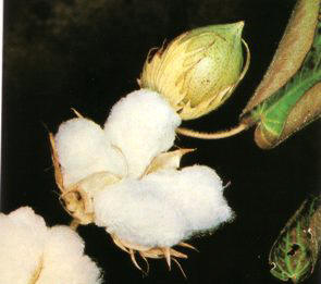 ALGODONERO (algodonerogossypiumherbaceum) - HIPERnatural.COM