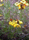 ALHEL͠AMARILLO (alhelamarillocheiranthuscheiri) - HIPERnatural.COM