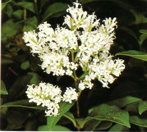 ALHENA (ligustrumvulgare) - HIPERnatural.COM
