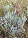 ALHUCEMA (alhucemalavandulalatifolia) - HIPERnatural.COM