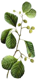 ALISO (alnusglutinosa) - HIPERnatural.COM
