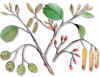 ALISONEGRO (alisoalnusglutinosa) - HIPERnatural.COM