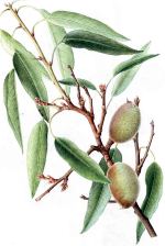 ALMENDRO () - HIPERnatural.COM