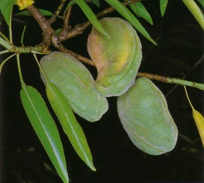 ALMENDROAMIG (prunusamygdalus) - HIPERnatural.COM