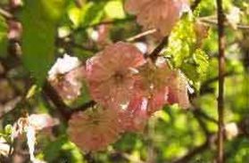ALMENDROFLORIDO (prunostrilobalindl.) - HIPERnatural.COM