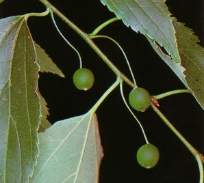 Almez (almezceltisaustralis) - HIPERnatural.COM