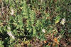 ALMIZCLERA (almizcleraerodiummoschatum) - HIPERnatural.COM