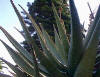 ALOE () - HIPERnatural.COM