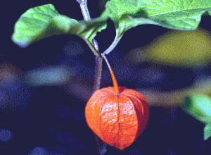 ALQUEQUENJE (physalisalkekengi) - HIPERnatural.COM
