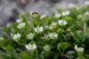 ALSINE (alsinestellariamedia) - HIPERnatural.COM