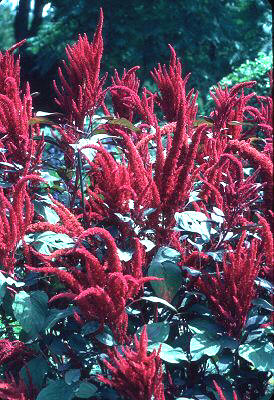 AMARANTH (amaranthushypochondriacusl) - HIPERnatural.COM
