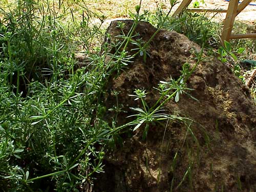 AMORDEHORTELANO (galiumaparinel.) - HIPERnatural.COM