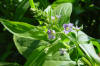 ANAGLIDEACUTICA (anaglideacuticaveronicaanagallis) - HIPERnatural.COM